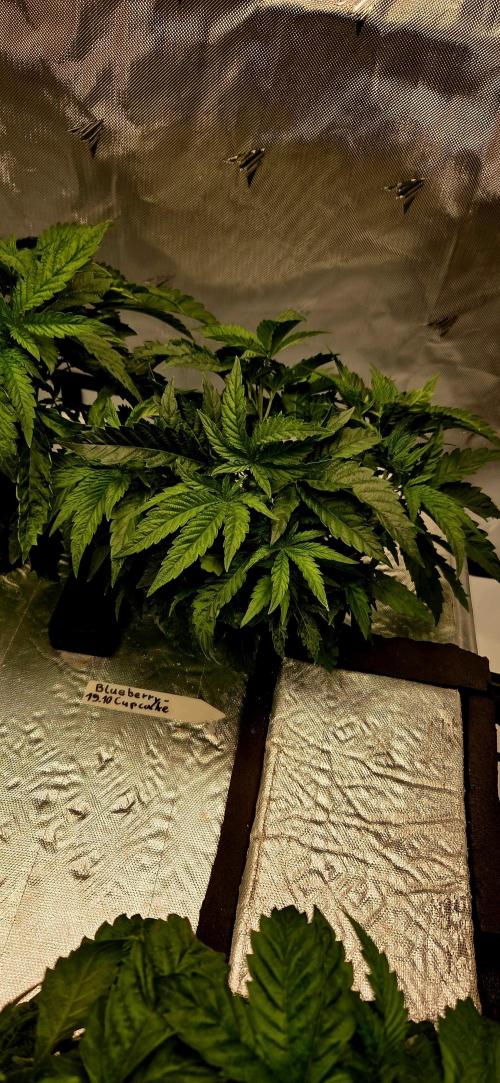 Humboldt DIY DWC. Week 4 - BbCc