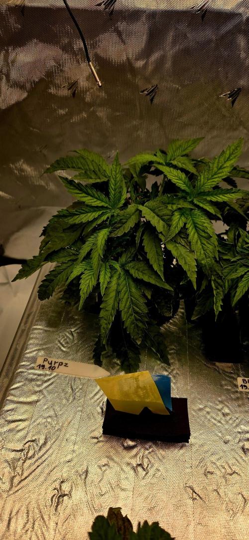 Humboldt DIY DWC. Week 4 - Purpz