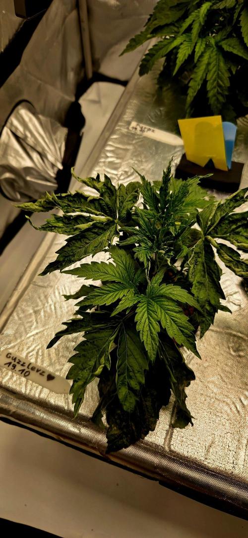 Humboldt DIY DWC. Week 4 - GZ