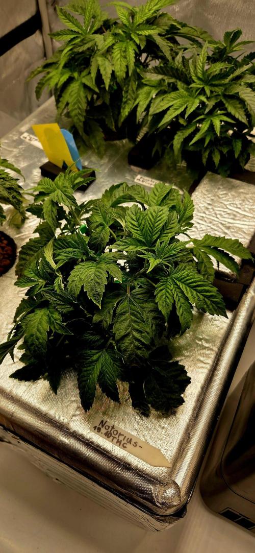 Humboldt DIY DWC. Week 4 - NTTHC lst