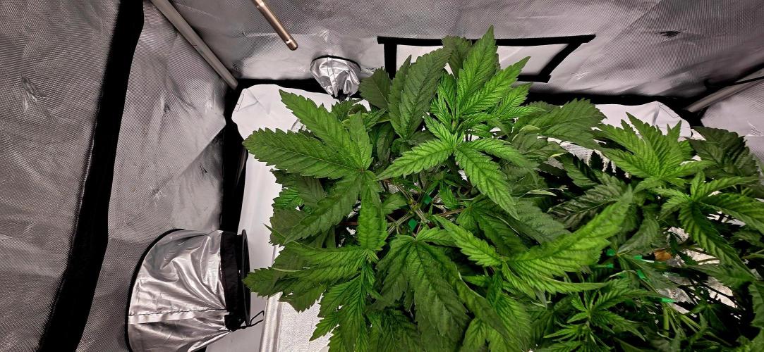 Humboldt DIY DWC. Week 4 - Purpz lst