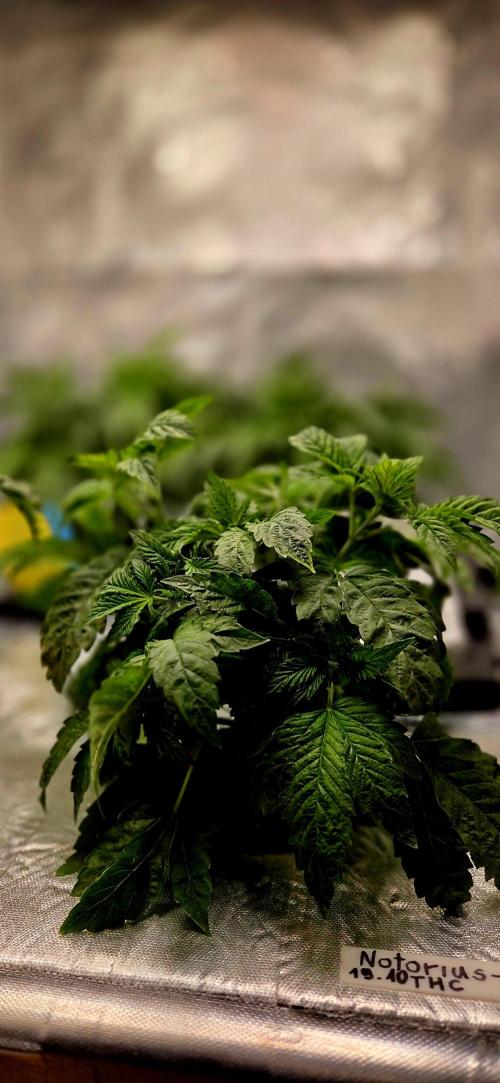 Humboldt DIY DWC. Week 4 - Notorious thc =)