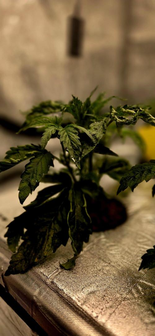 Humboldt DIY DWC. Week 4 - Guzzlerz =D 