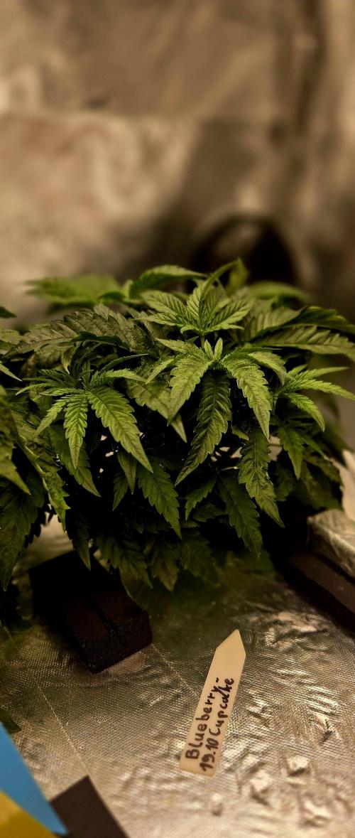 Humboldt DIY DWC. Week 4 - Blueberry cupcake :)