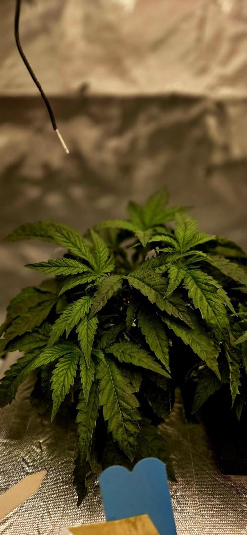 Humboldt DIY DWC. Week 4 - Purpz :)