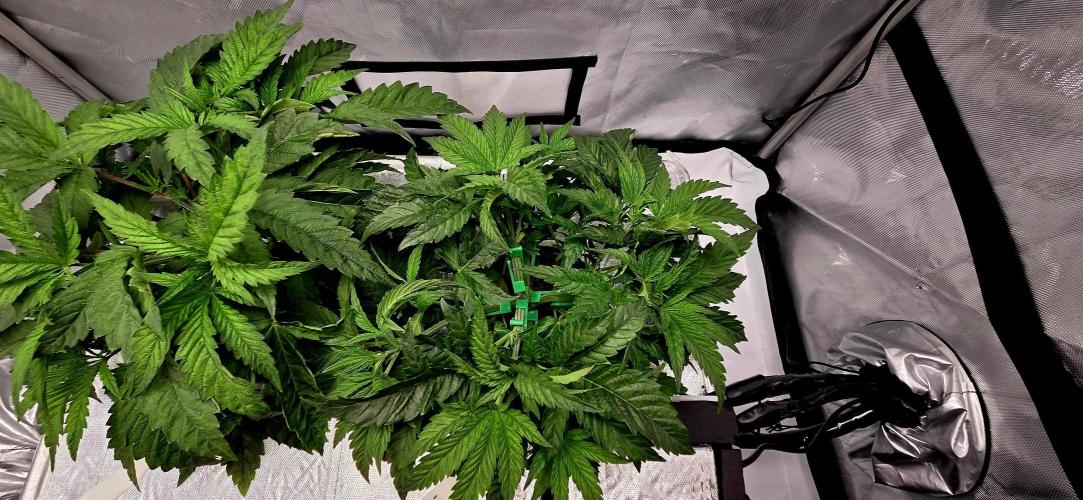 Humboldt DIY DWC. Week 4 - Blueberry cupcake lst