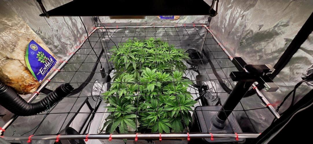 Humboldt DIY DWC. Week 5 - All 4 :)