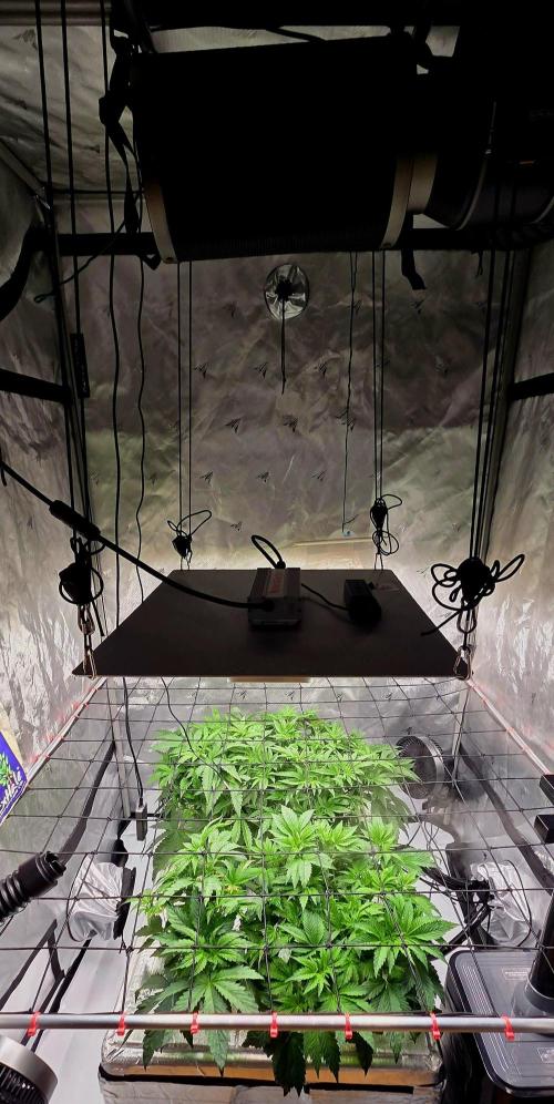 Humboldt DIY DWC. Week 5 - System