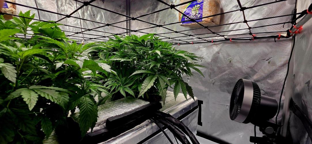 Humboldt DIY DWC. Week 5 - Blueberry Cupcake :D