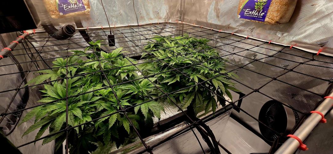 Humboldt DIY DWC. Week 5 - front left is Notorious , right is Blueberry :)