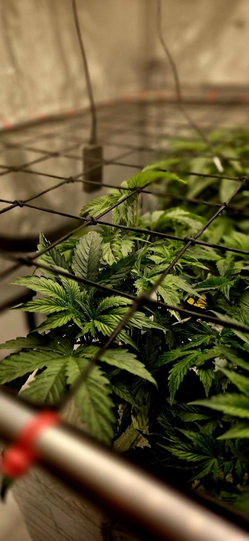 Humboldt DIY DWC. Week 5 - Guzzlerz :D :D 