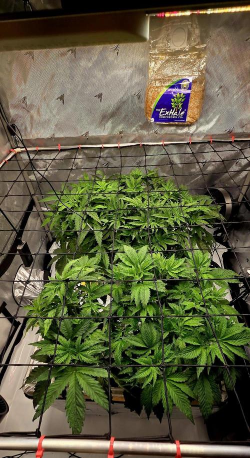 Humboldt DIY DWC. Week 5 - so back left is purpz , right blueberry, front left guzz and right notorious :)