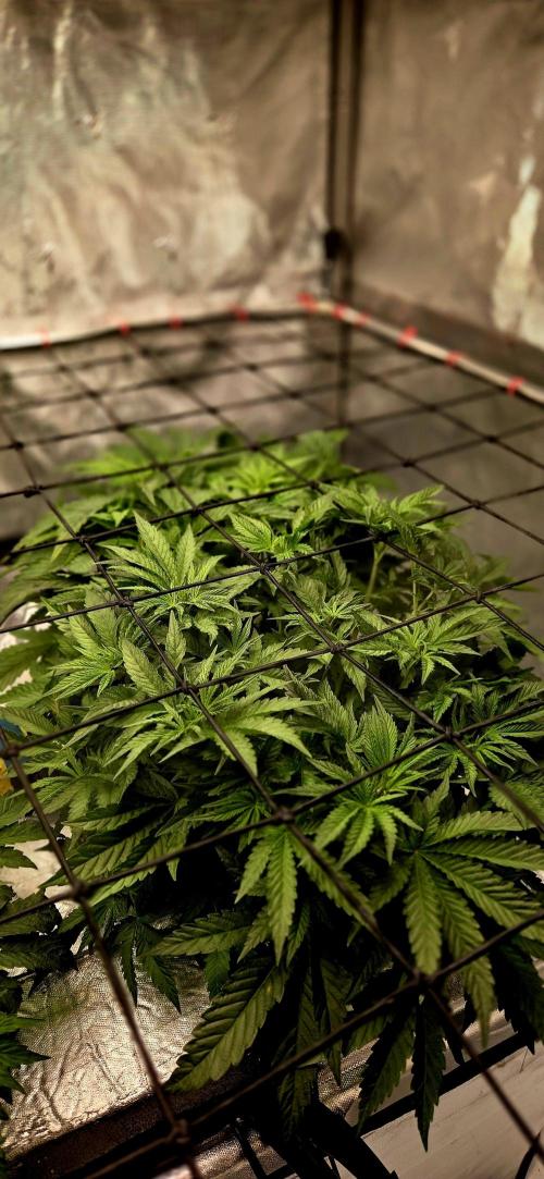 Humboldt DIY DWC. Week 5 - Blueberry Cupcake :)