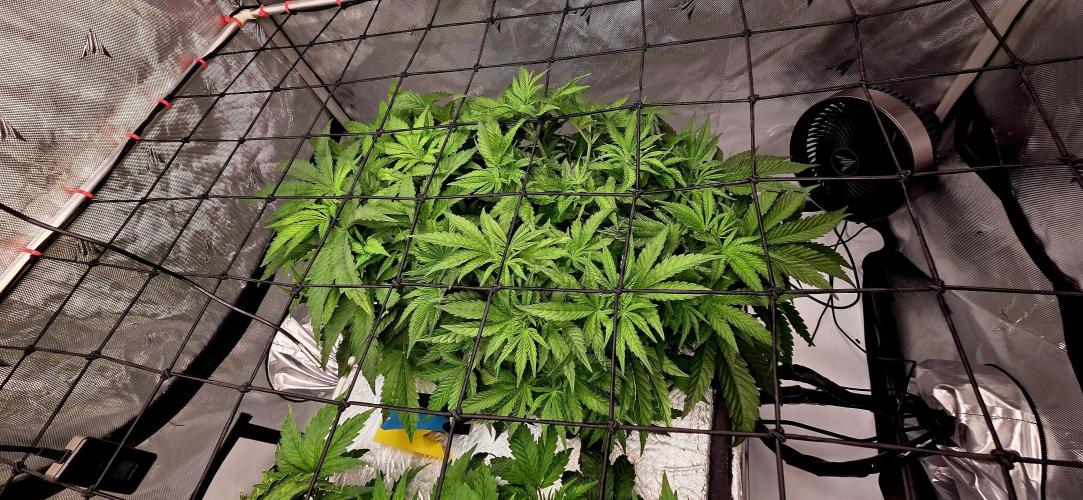 Humboldt DIY DWC. Week 5 - pupz left Blueberry right