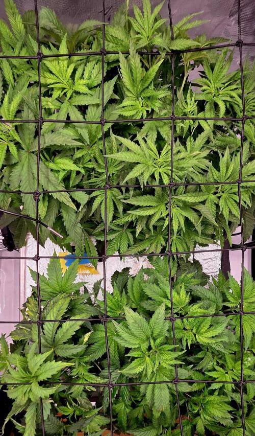 Humboldt DIY DWC. Week 5 - Top view =)