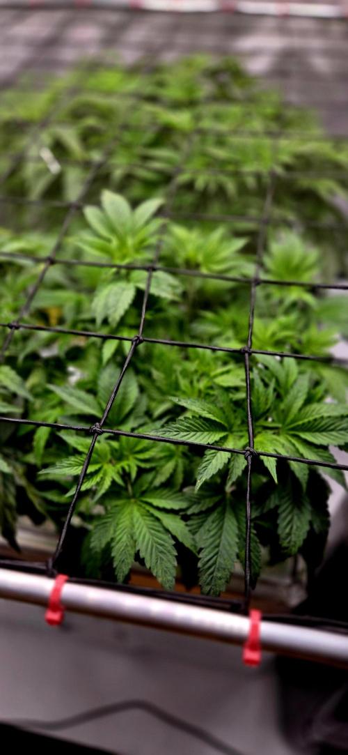 Humboldt DIY DWC. Week 5 - Notorious Thc