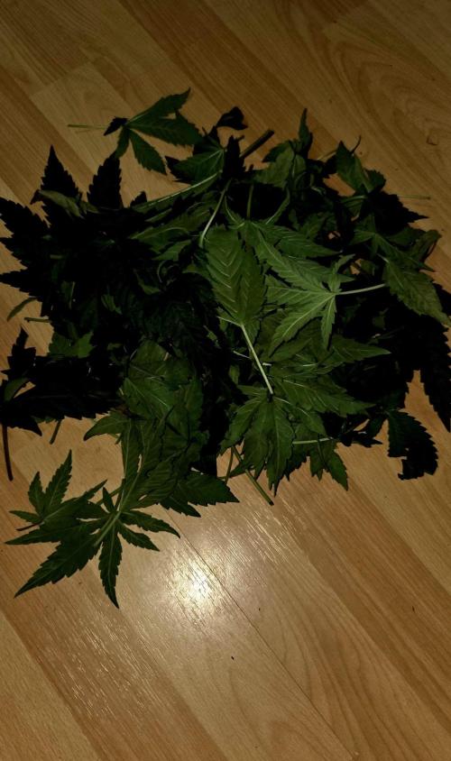 Humboldt DIY DWC. Week 5 - Defo 