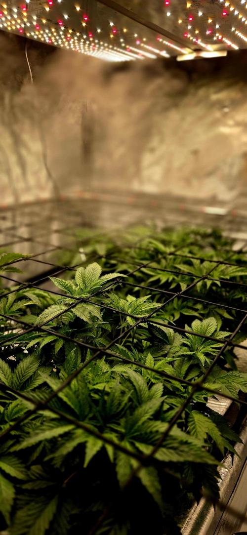 Humboldt DIY DWC. Week 5 - System