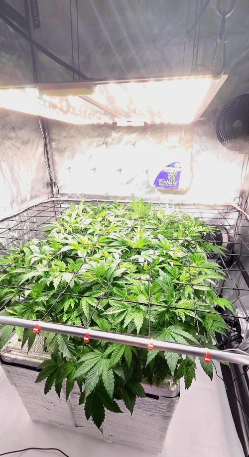 Humboldt DIY DWC. Week 6 - 800 PPFD :D