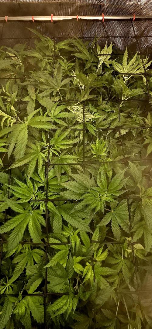 Humboldt DIY DWC. Week 6