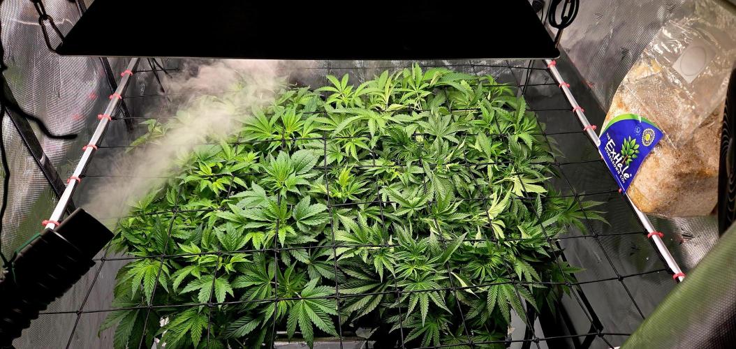 Humboldt DIY DWC. Week 6 - front left is Notorious front right Blueberry,back right Purpz left back Guzz