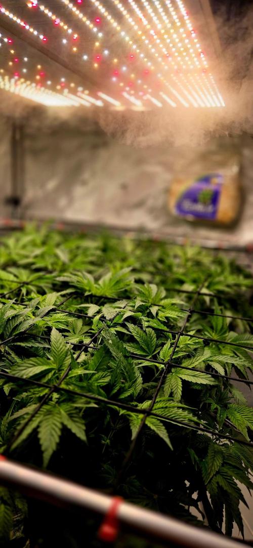 Humboldt DIY DWC. Week 6