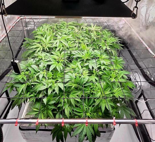 Humboldt DIY DWC. Week 6 - All 4 =)