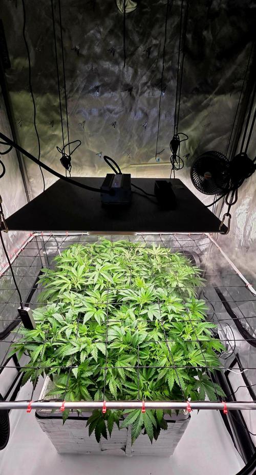 Humboldt DIY DWC. Week 6 - System