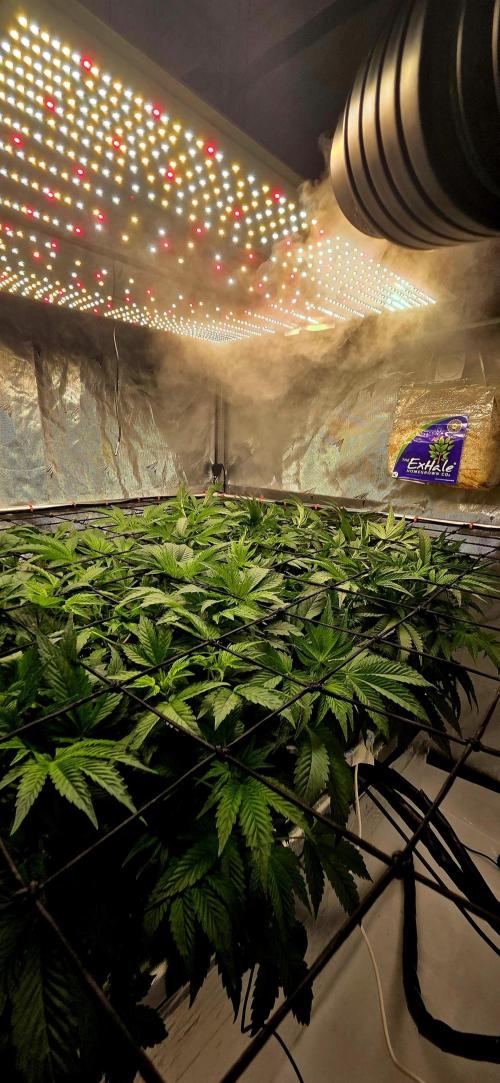 Humboldt DIY DWC. Week 6 - Canopy