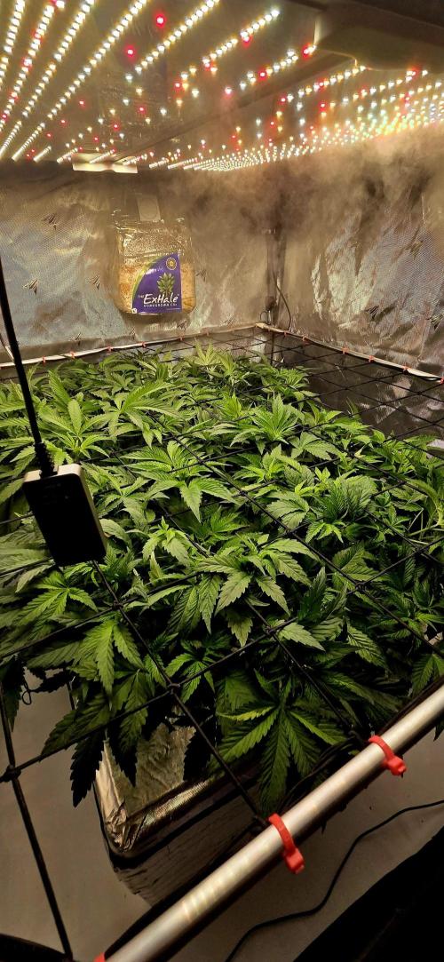 Humboldt DIY DWC. Week 6 - Canopy in progress