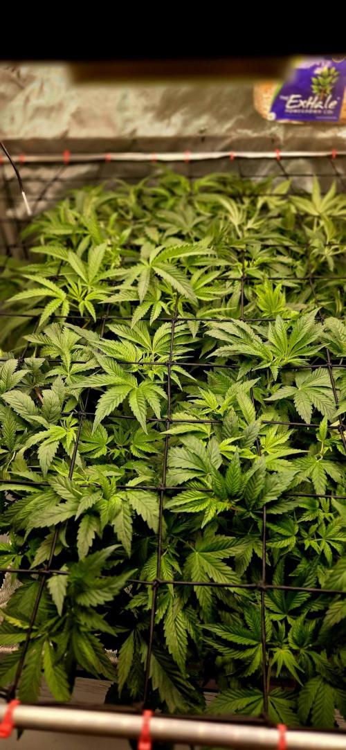 Humboldt DIY DWC. Week 6 - another Top View =)