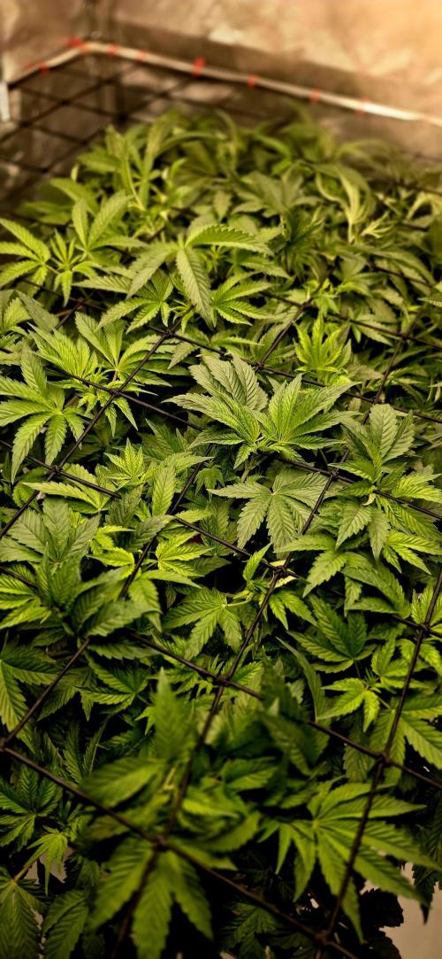 Humboldt DIY DWC. Week 6 - Top View :)