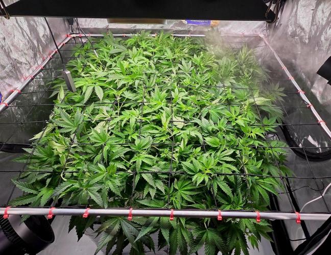 Humboldt DIY DWC. Week 7 - All 4 =)