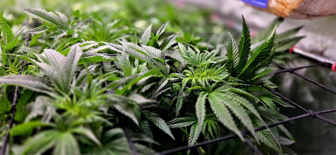 Humboldt DIY DWC. Week 7 - macro :)