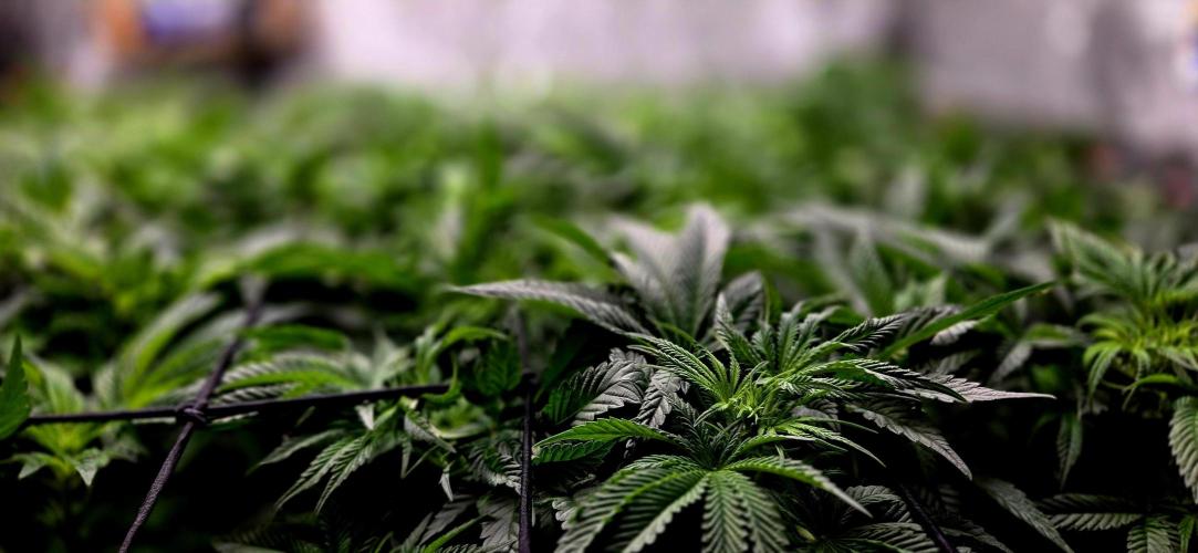 Humboldt DIY DWC. Week 7 - macro 2 