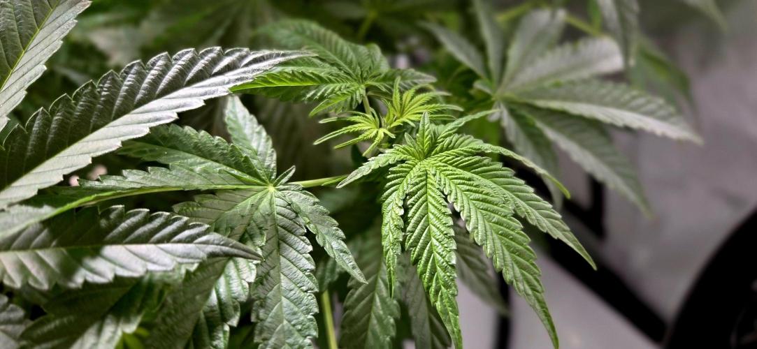 Humboldt DIY DWC. Week 7 - macro side :)