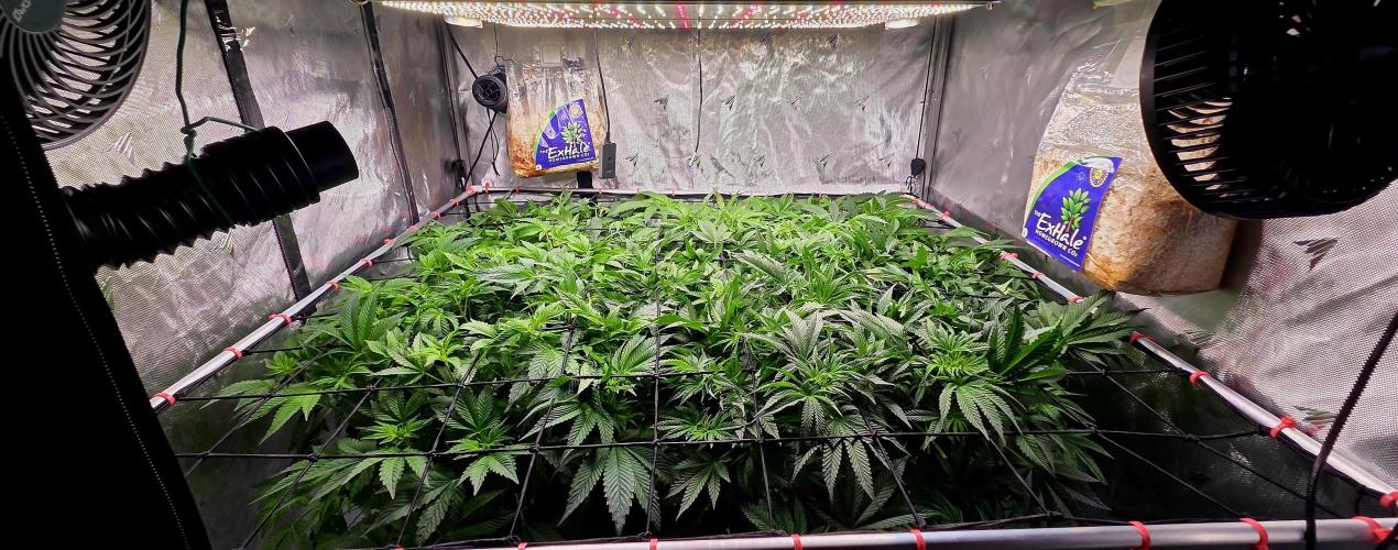 Humboldt DIY DWC. Week 7 - front left Notoroius front right BBCC back right Purpz back left Guzzlerz