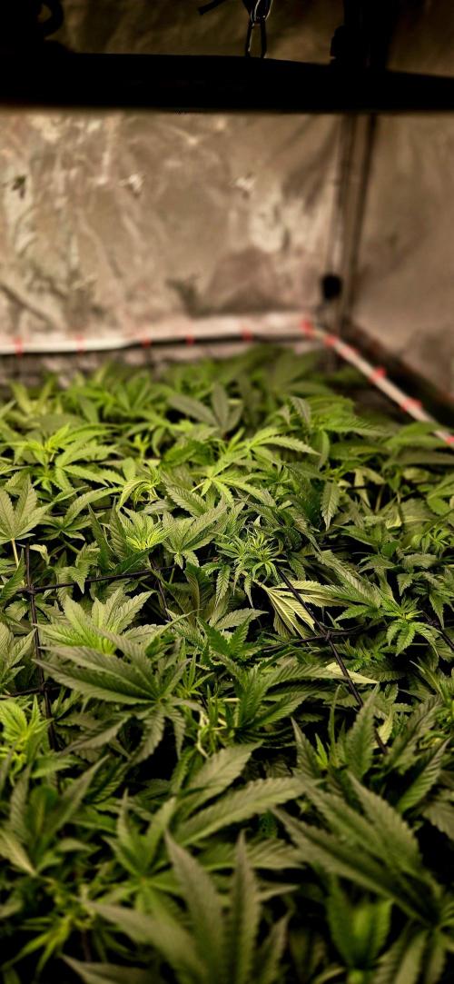 Humboldt DIY DWC. Week 7 - Top Angle :)