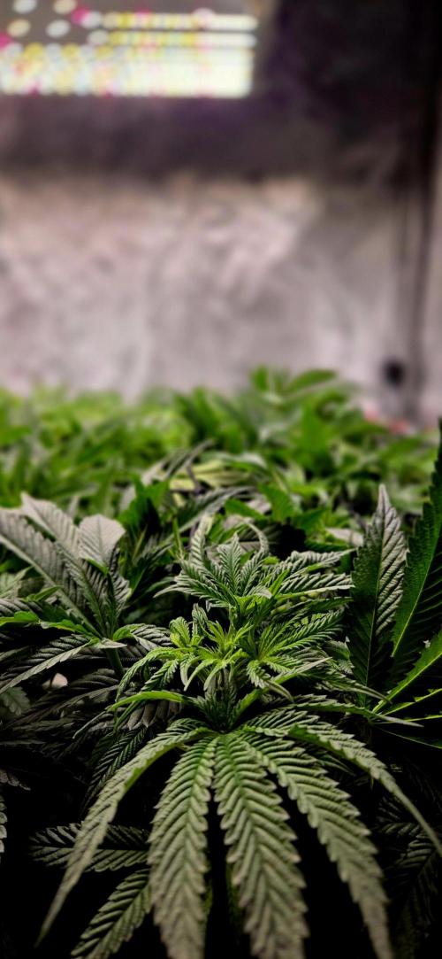 Humboldt DIY DWC. Week 7 - macro 3