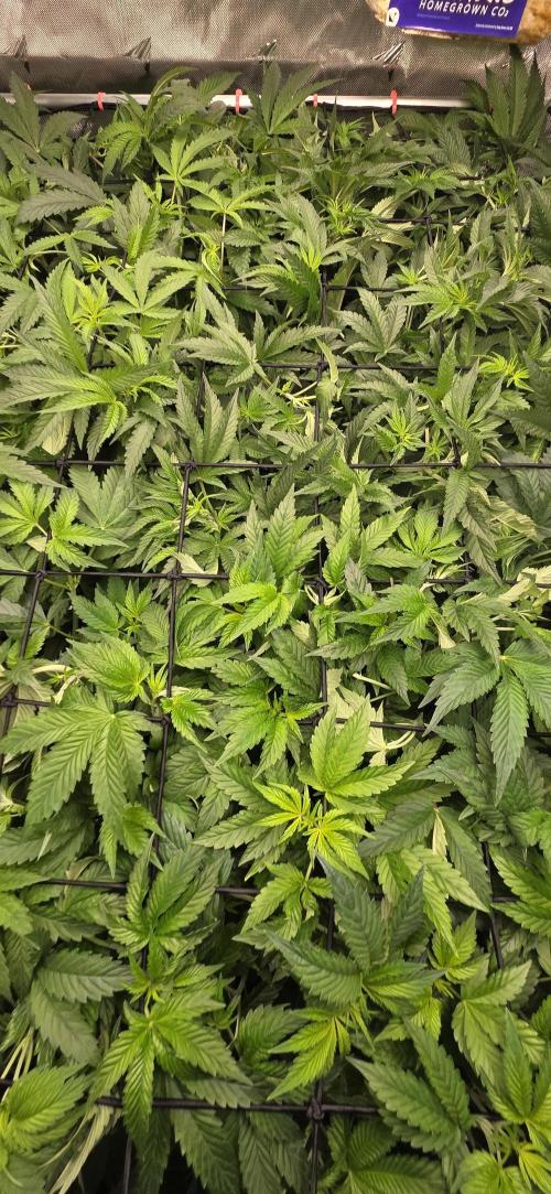 Humboldt DIY DWC. Week 7 - Top View =)