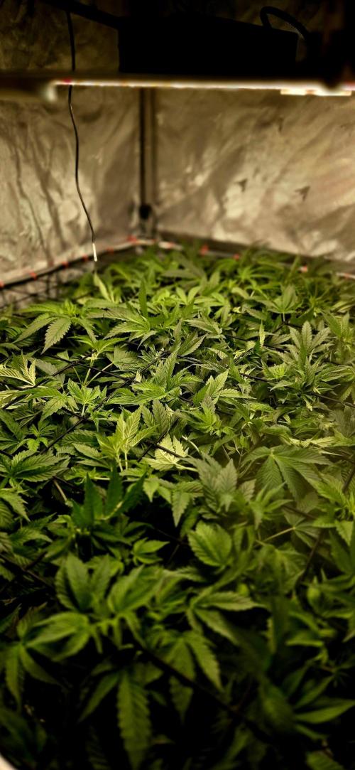 Humboldt DIY DWC. Week 7 - Canopy