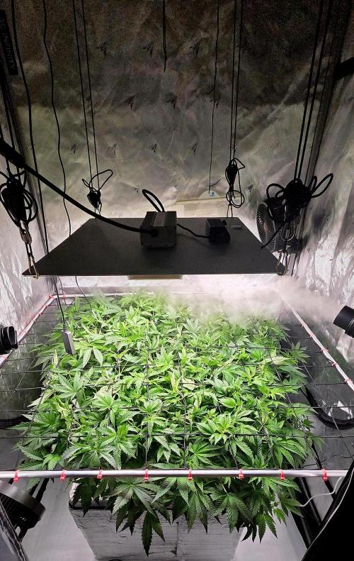 Humboldt DIY DWC. Week 7 - System :)