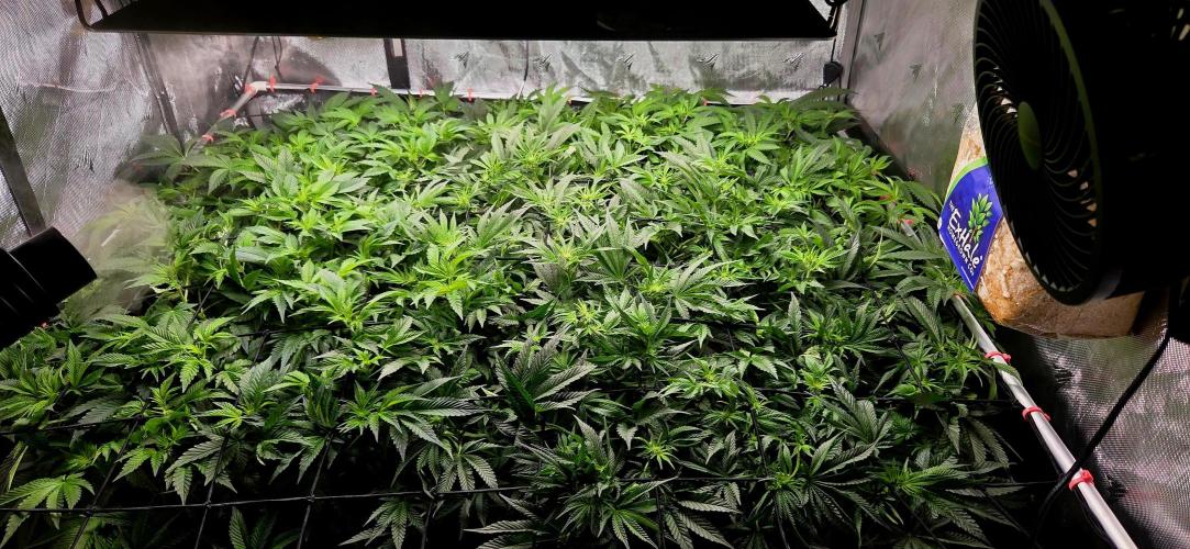 Humboldt DIY DWC. Week 8 - Top View =)