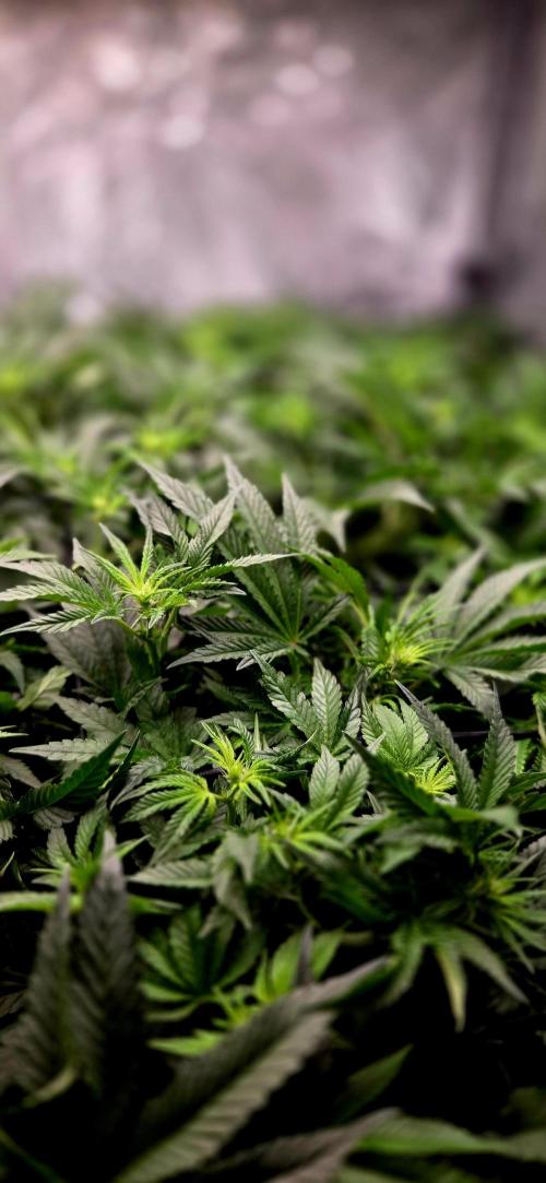 Humboldt DIY DWC. Week 8 - Macro :)