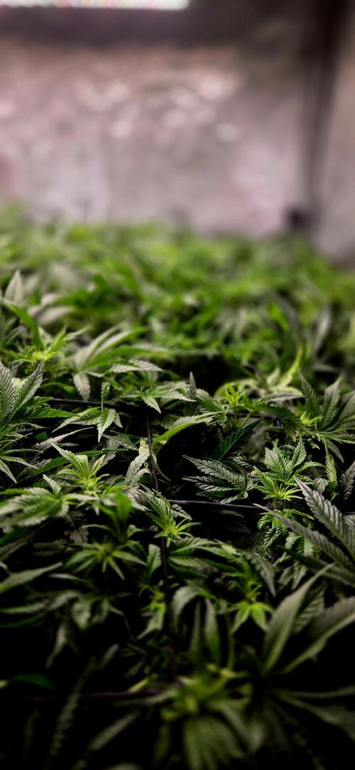 Humboldt DIY DWC. Week 8 - Macro :)