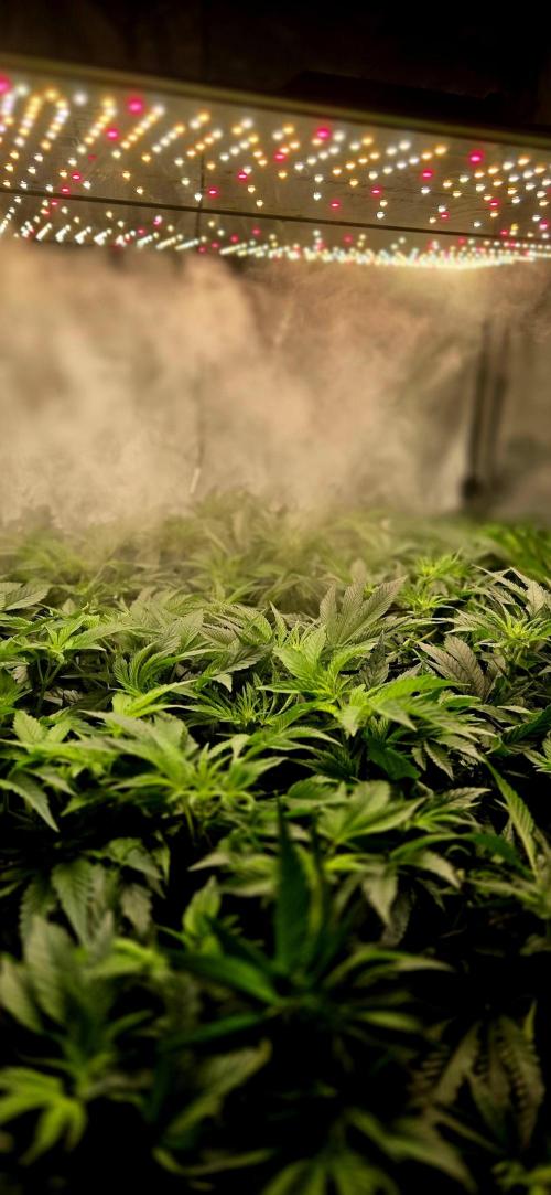 Humboldt DIY DWC. Week 8 - Canopy 