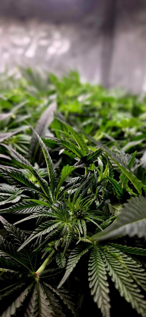 Humboldt DIY DWC. Week 8 - early flower 