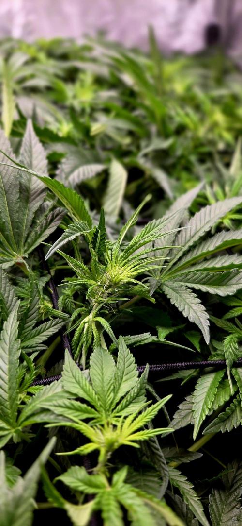 Humboldt DIY DWC. Week 8 - early flower 