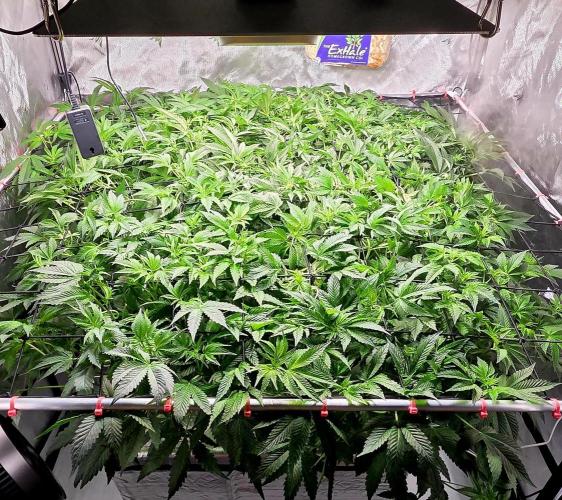 Humboldt DIY DWC. Week 8 - All 4 =)