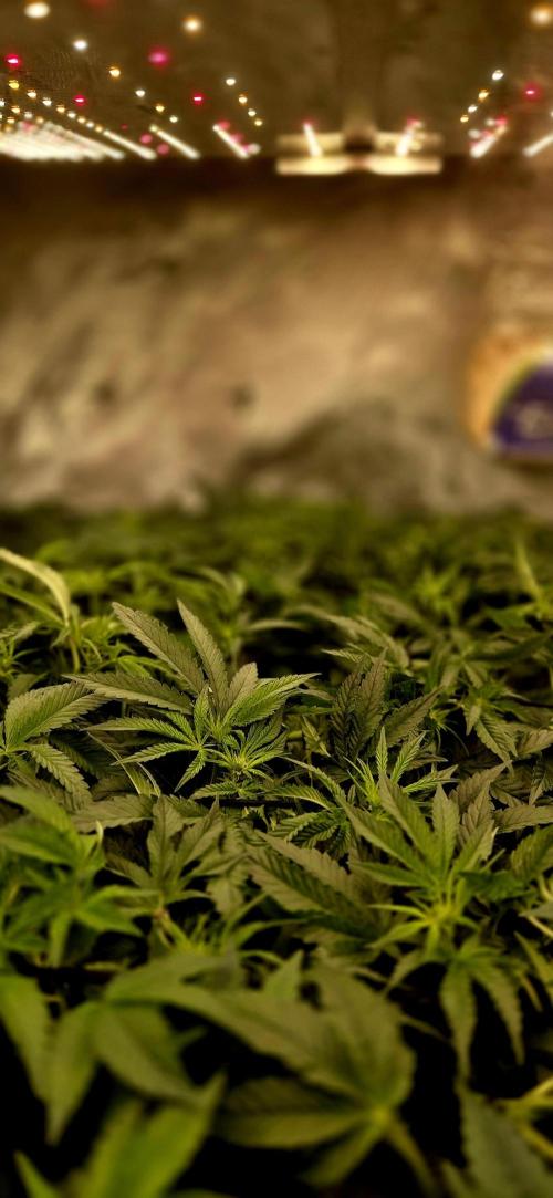 Humboldt DIY DWC. Week 8 - Canopy